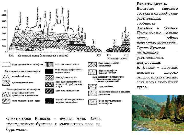 Растительность. Богатство видового состава и многообразие растительных сообществ. Западное и Среднее Предкавказье – раньше