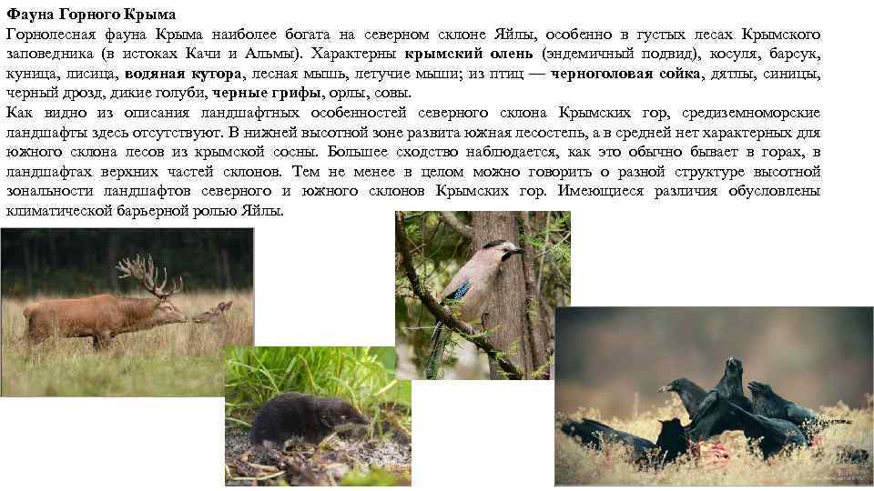Фауна Горного Крыма Горнолесная фауна Крыма наиболее богата на северном склоне Яйлы, особенно в