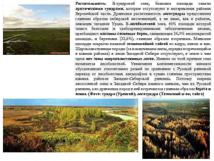 Растительность. В тундровой зоне, большие площади заняты арктическими тундрами, которые отсутствуют в материковых районах