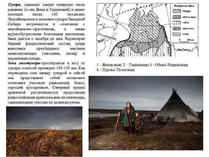 Тундра, занимает самую северную часть равнины (п-ова Ямал и Гыданский) и имеет площадь около