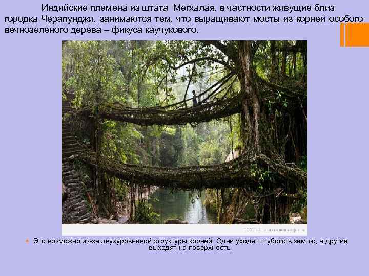 Индийские племена из штата Мегхалая, в частности живущие близ городка Черапунджи, занимаются тем, что