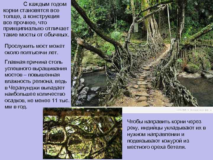 С каждым годом корни становятся все толще, а конструкция все прочнее, что принципиально отличает