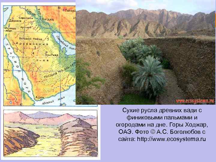 Сухие русла древних вади с финиковыми пальмами и огородами на дне. Горы Ходжар, ОАЭ.