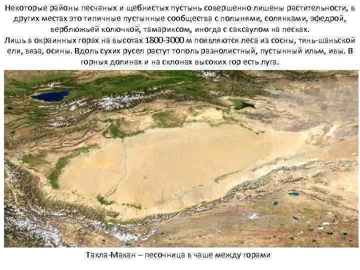 Некоторые районы песчаных и щебнистых пустынь совершенно лишены растительности, в других местах это типичные