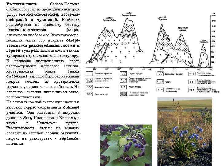 Растительность Северо-Востока Сибири состоит из представителей трех флор: охотско-камчатской, восточносибирской и чукотской. Наиболее разнообразна