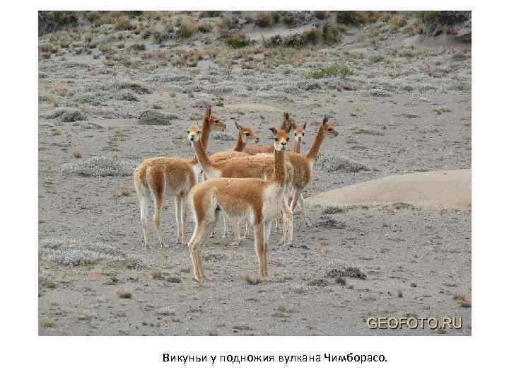 Викуньи у подножия вулкана Чимборасо. 