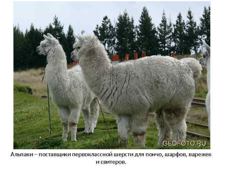 Альпаки – поставщики первоклассной шерсти для пончо, шарфов, варежек и свитеров. 