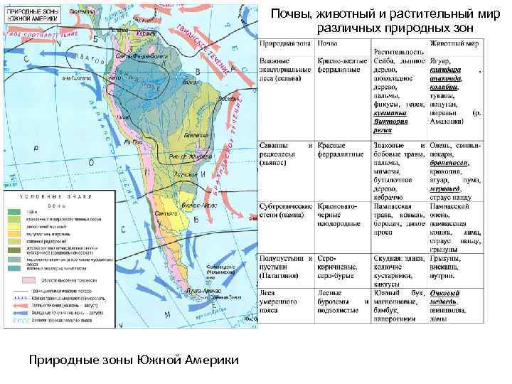 Почвы, животный и растительный мир различных природных зон Природные зоны Южной Америки 