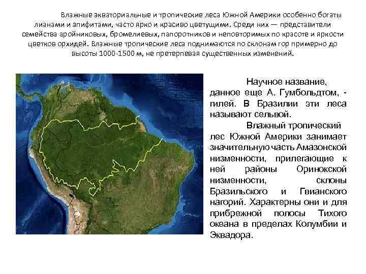 Описание амазонской низменности по плану