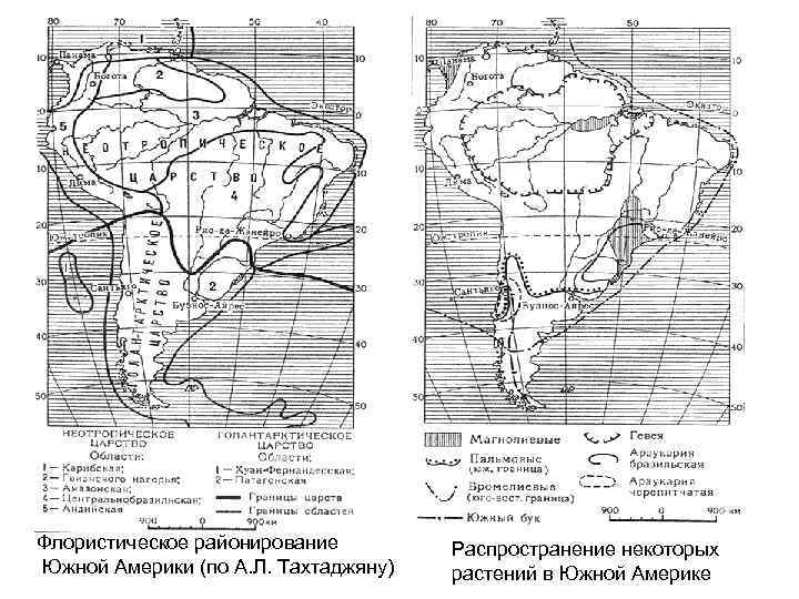 Флористическое районирование Южной Америки (по А. Л. Тахтаджяну) Распространение некоторых растений в Южной Америке