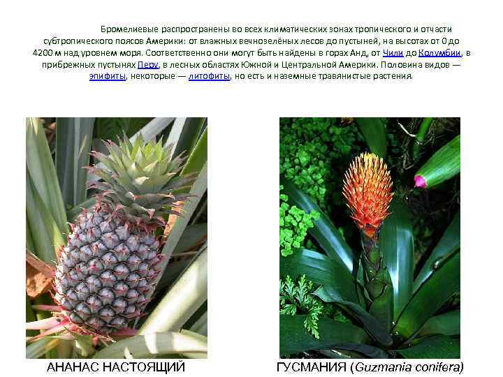 Бромелиевые распространены во всех климатических зонах тропического и отчасти субтропического поясов Америки: от влажных