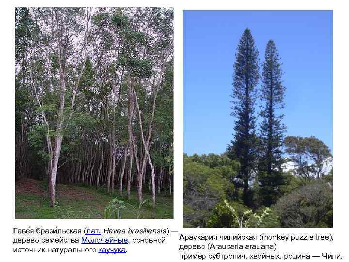  Геве я брази льская (лат. Hevea brasiliensis) — дерево семейства Молочайные, основной Араукария