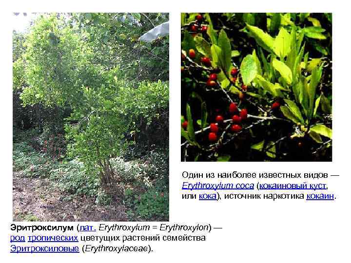 Один из наиболее известных видов — Erythroxylum coca (кокаиновый куст, или кока), источник наркотика