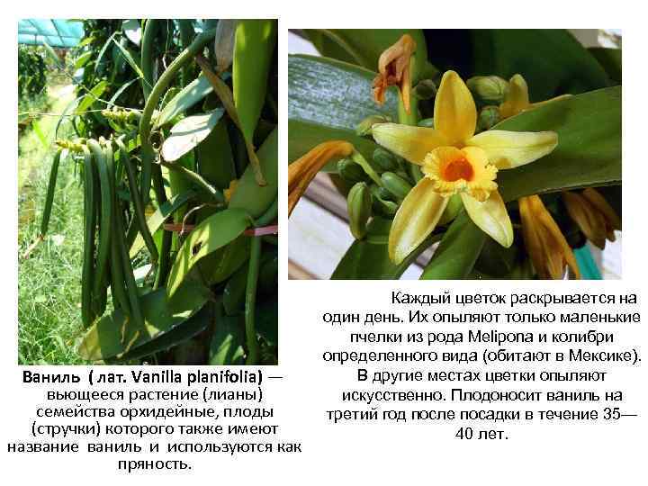 Ваниль ( лат. Vanilla planifolia) — вьющееся растение (лианы) семейства орхидейные, плоды (стручки) которого