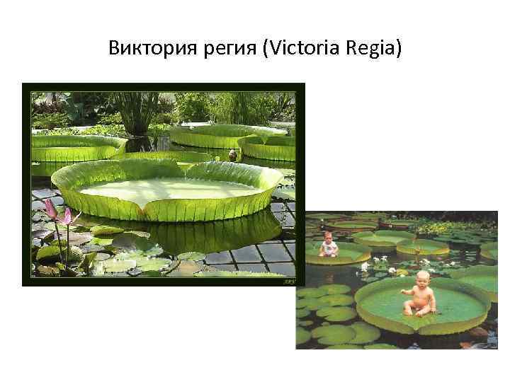 Виктория регия (Victoria Regia) 