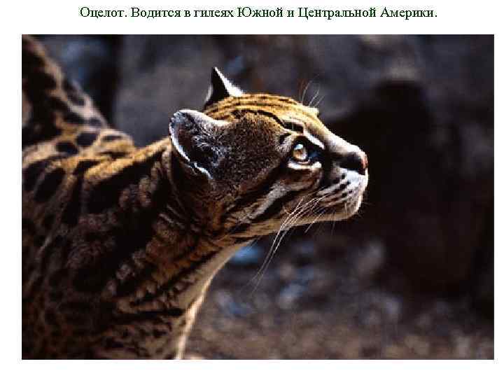 Оцелот. Водится в гилеях Южной и Центральной Америки. 