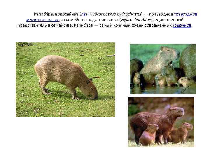 Капиба ра, водосви нка (лат. Hydrochoerus hydrochaeris) — полуводное травоядное млекопитающее из семейства водосвинковых