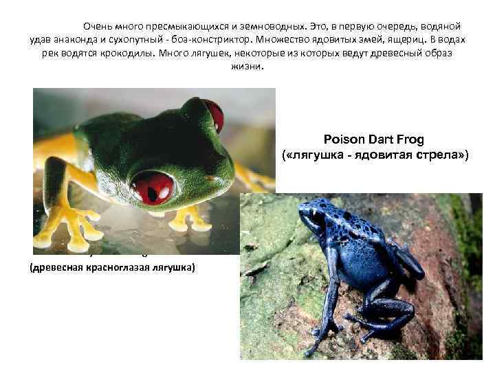 Очень много пресмыкающихся и земноводных. Это, в первую очередь, водяной удав анаконда и сухопутный