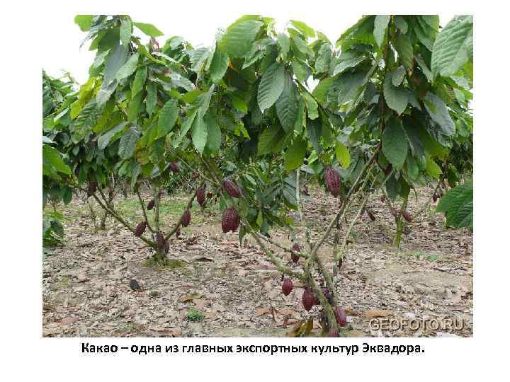 Какао – одна из главных экспортных культур Эквадора. 