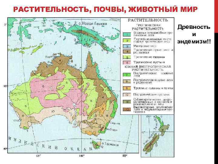 РАСТИТЕЛЬНОСТЬ, ПОЧВЫ, ЖИВОТНЫЙ МИР Древность и эндемизм!! 