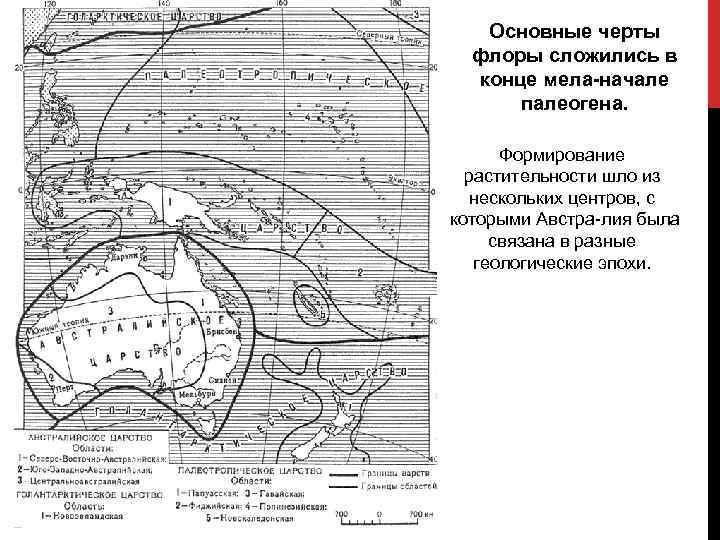 Основные черты флоры сложились в конце мела начале палеогена. Формирование растительности шло из нескольких