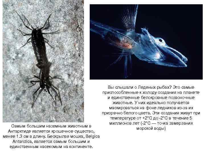 Самым большим наземным животным в Антарктиде является крошечное существо, менее 1. 3 см в