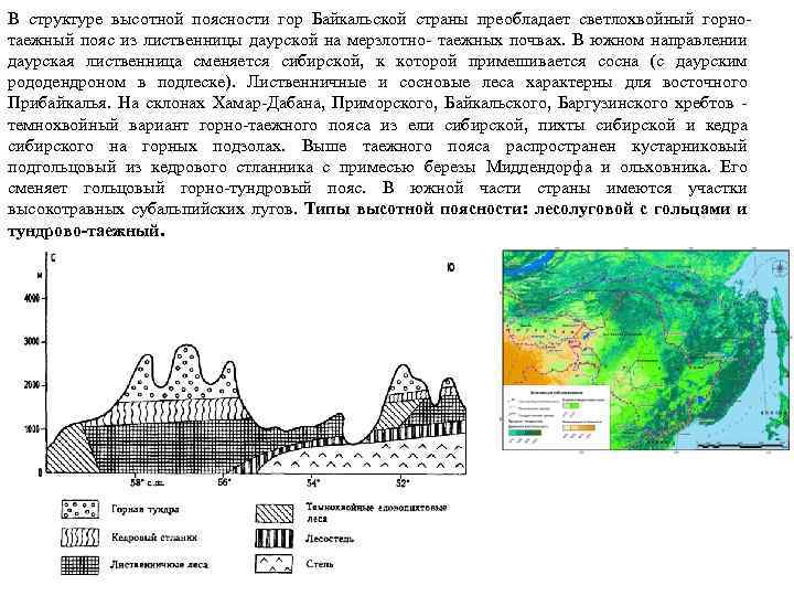 В структуре высотной поясности гор Байкальской страны преобладает светлохвойный горнотаежный пояс из лиственницы даурской