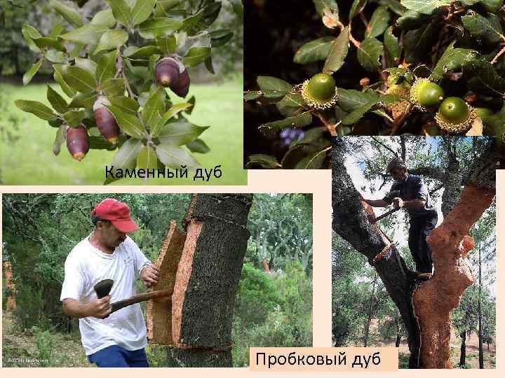 Каменный дуб Пробковый дуб 
