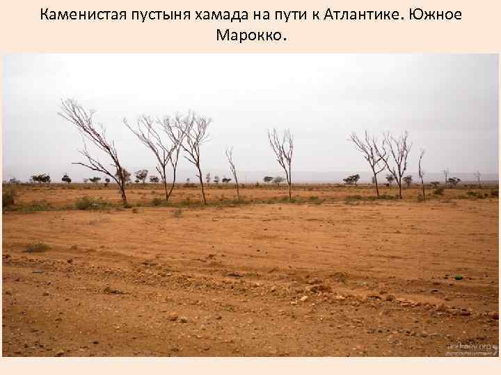 Каменистая пустыня хамада на пути к Атлантике. Южное Марокко. 