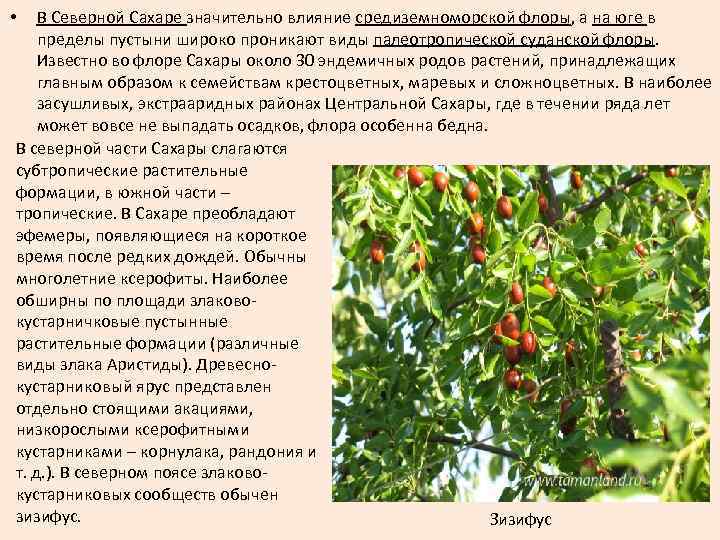 В Северной Сахаре значительно влияние средиземноморской флоры, а на юге в пределы пустыни широко