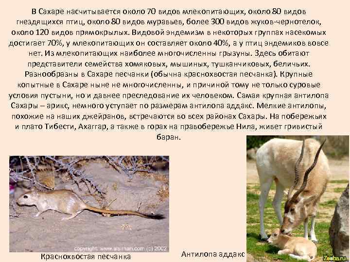 В Сахаре насчитывается около 70 видов млекопитающих, около 80 видов гнездящихся птиц, около 80