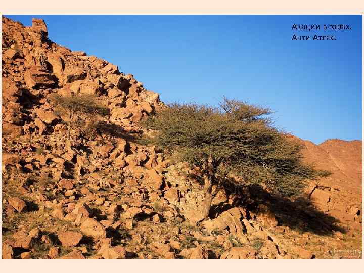 Акации в горах. Анти-Атлас. 