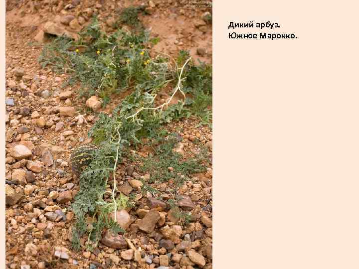 Дикий арбуз. Южное Марокко. 