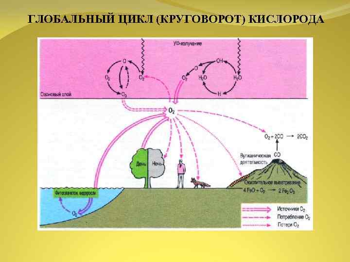 ГЛОБАЛЬНЫЙ ЦИКЛ (КРУГОВОРОТ) КИСЛОРОДА 