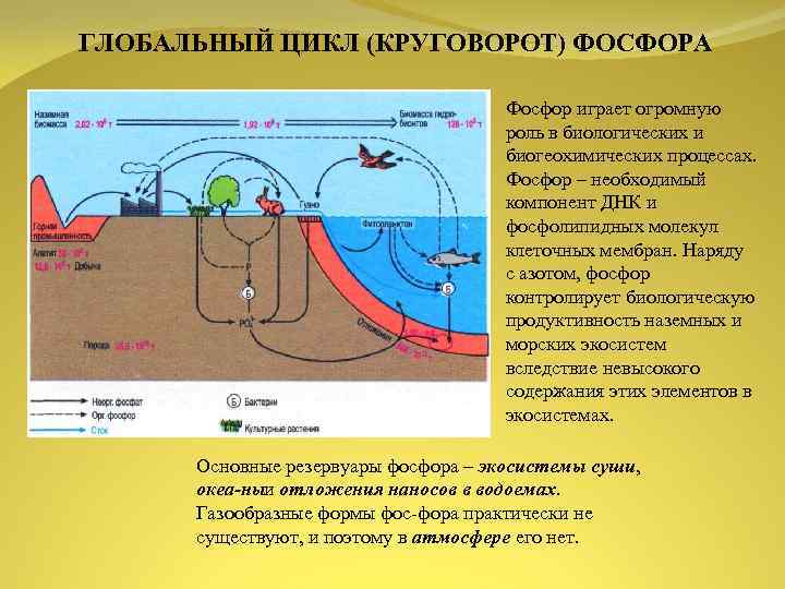 Биогеохимический цикл фосфора схема