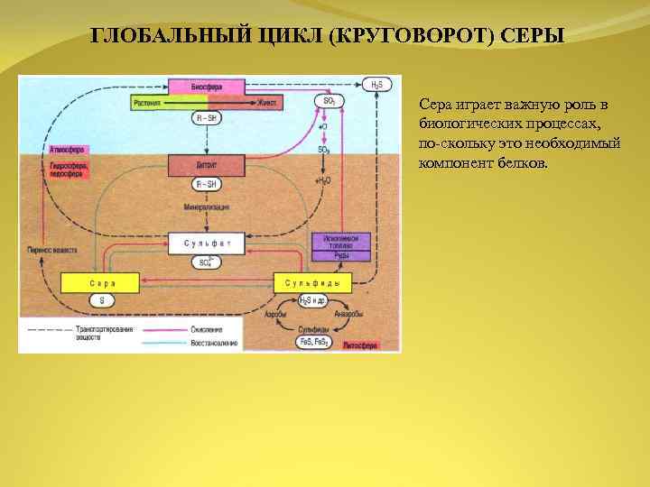 Какую роль играют микроорганизмы в круговороте серы составьте логическую схему круговорота