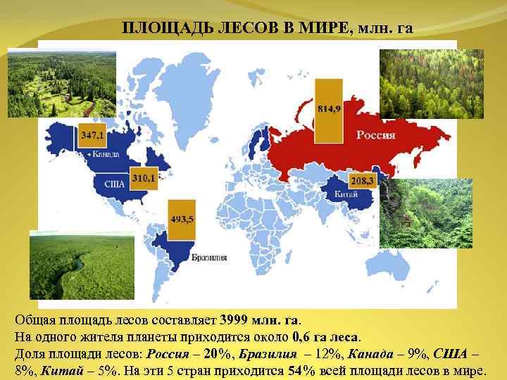 ПЛОЩАДЬ ЛЕСОВ В МИРЕ, млн. га Общая площадь лесов составляет 3999 млн. га. На