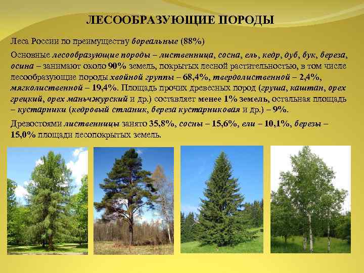 ЛЕСООБРАЗУЮЩИЕ ПОРОДЫ Леса России по преимуществу бореальные (88%) Основные лесообразующие породы – лиственница, сосна,