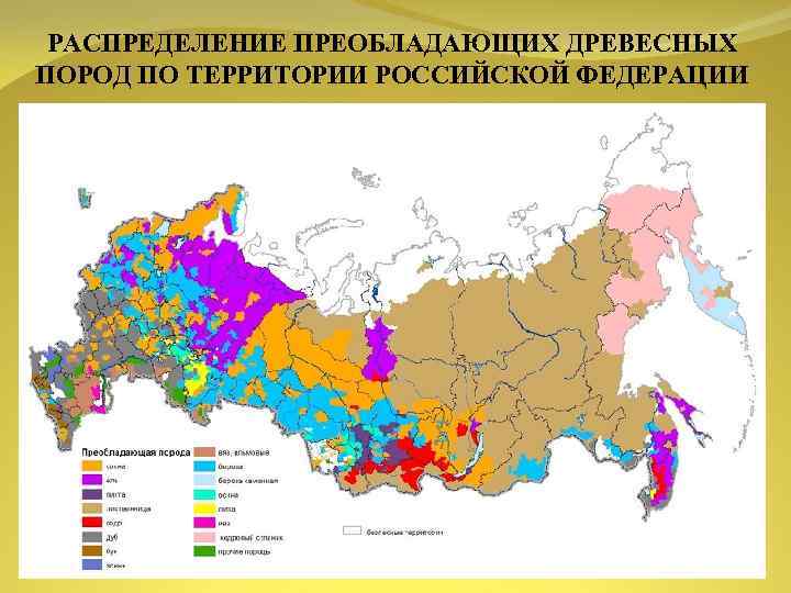 РАСПРЕДЕЛЕНИЕ ПРЕОБЛАДАЮЩИХ ДРЕВЕСНЫХ ПОРОД ПО ТЕРРИТОРИИ РОССИЙСКОЙ ФЕДЕРАЦИИ 