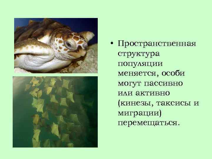  • Пространственная структура популяции меняется, особи могут пассивно или активно (кинезы, таксисы и