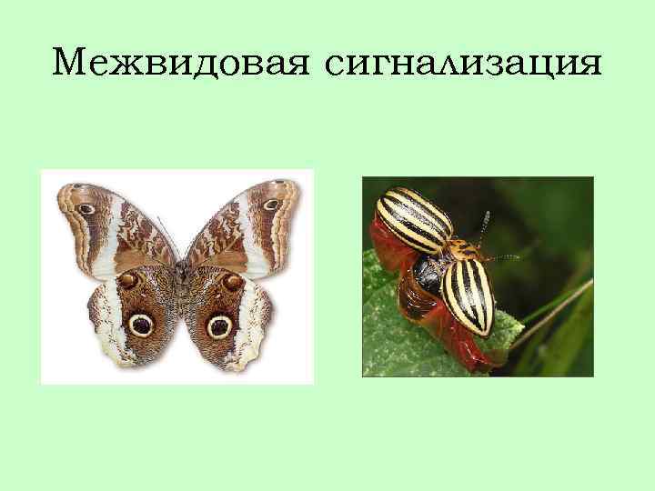 Межвидовая сигнализация 