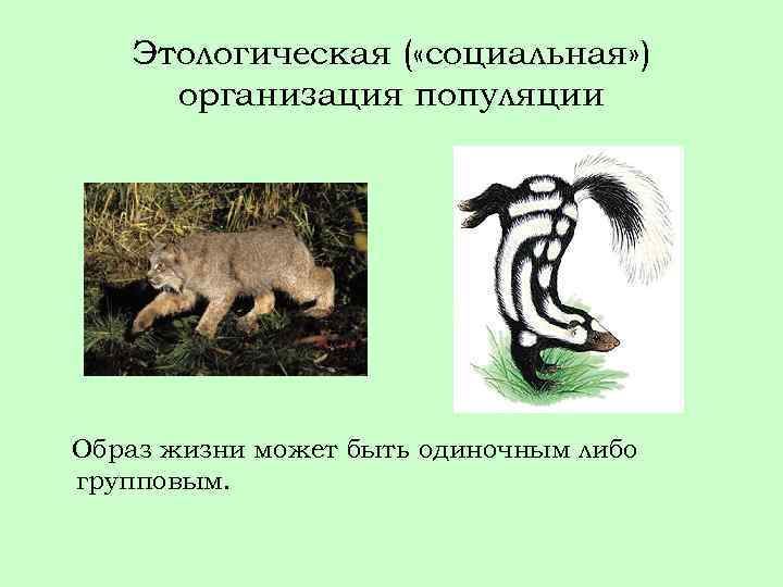 Этологическая ( «социальная» ) организация популяции Образ жизни может быть одиночным либо групповым. 