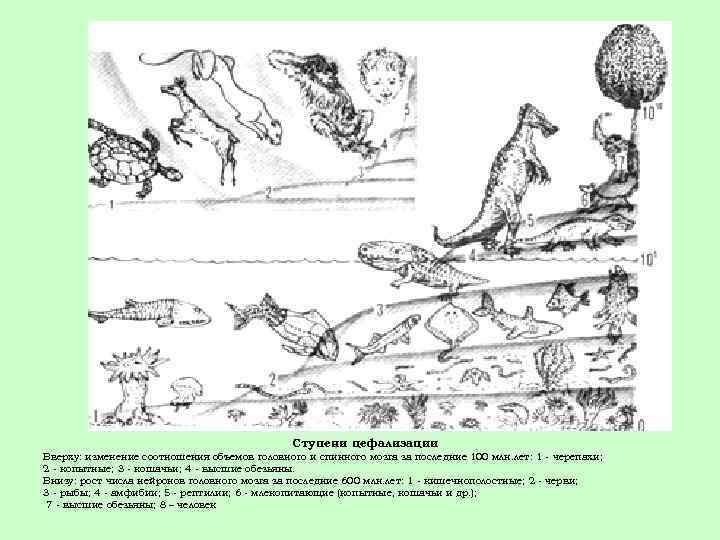 Ступени цефализации Вверху: изменение соотношения объемов головного и спинного мозга за последние 100 млн.
