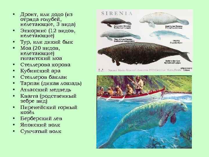  • • • • Дронт, или додо (из отряда голубей, нелетающие, 3 вида)