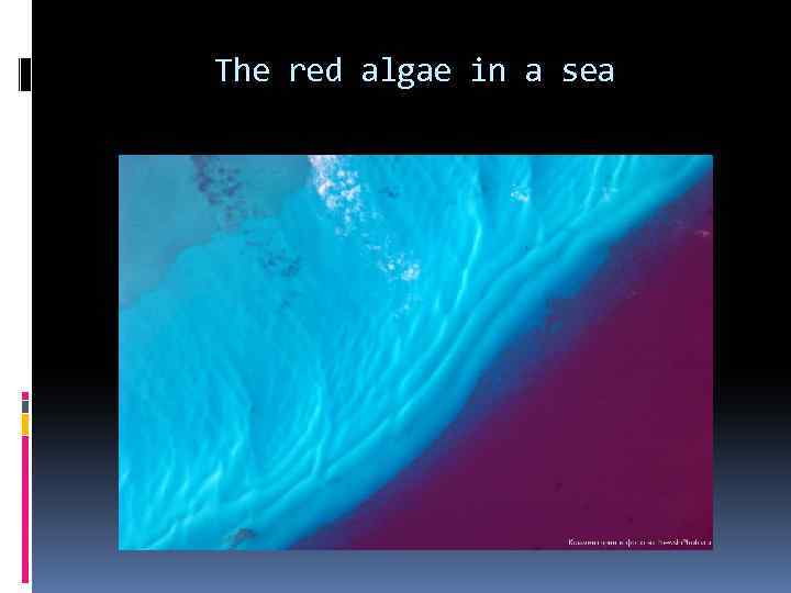 The red algae in a sea 