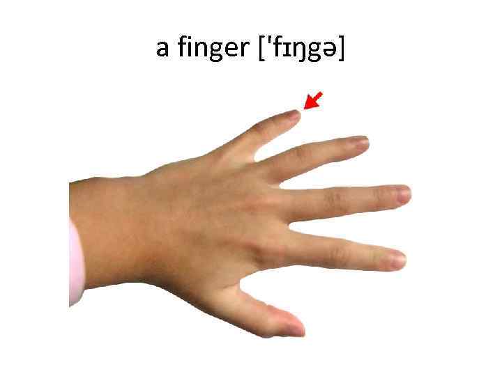 a finger ['fɪŋgə] 