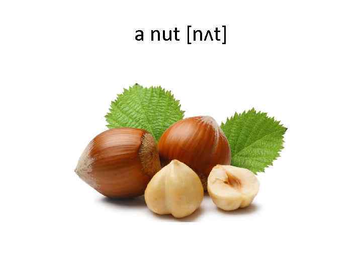 a nut [nʌt] 