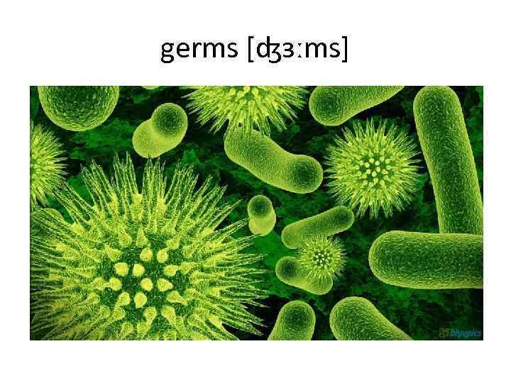 germs [ʤɜːms] 