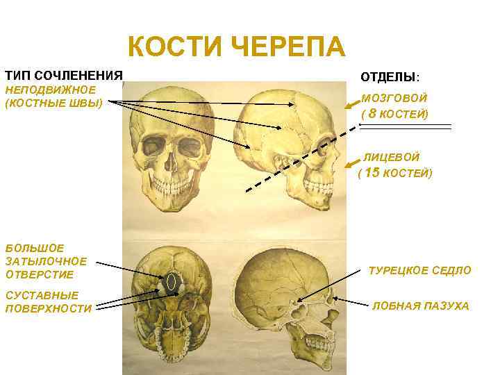 КОСТИ ЧЕРЕПА ТИП СОЧЛЕНЕНИЯ НЕПОДВИЖНОЕ (КОСТНЫЕ ШВЫ) ОТДЕЛЫ: МОЗГОВОЙ ( 8 КОСТЕЙ) ЛИЦЕВОЙ (