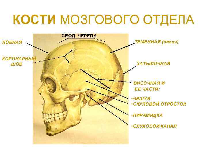КОСТИ МОЗГОВОГО ОТДЕЛА СВОД ЧЕРЕПА ЛОБНАЯ КОРОНАРНЫЙ ШОВ ТЕМЕННАЯ (левая) ЗАТЫЛОЧНАЯ ВИСОЧНАЯ И ЕЕ
